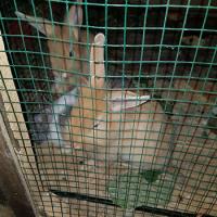 Selcuk Ektreme Park Mini Hayanat Bahcesi Cocuk Eglence Merkezi